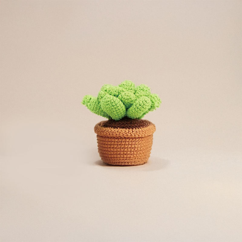 Succulent Crochet Kit - HookedIn