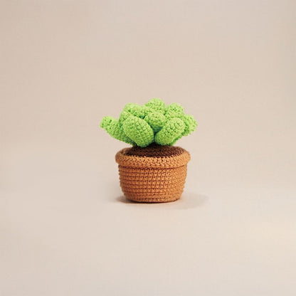 Succulent Crochet Kit - HookedIn